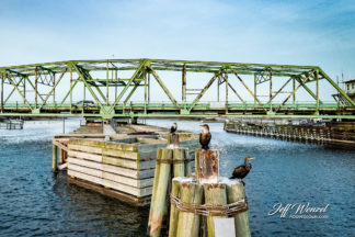 JW165 Posing Cormorants