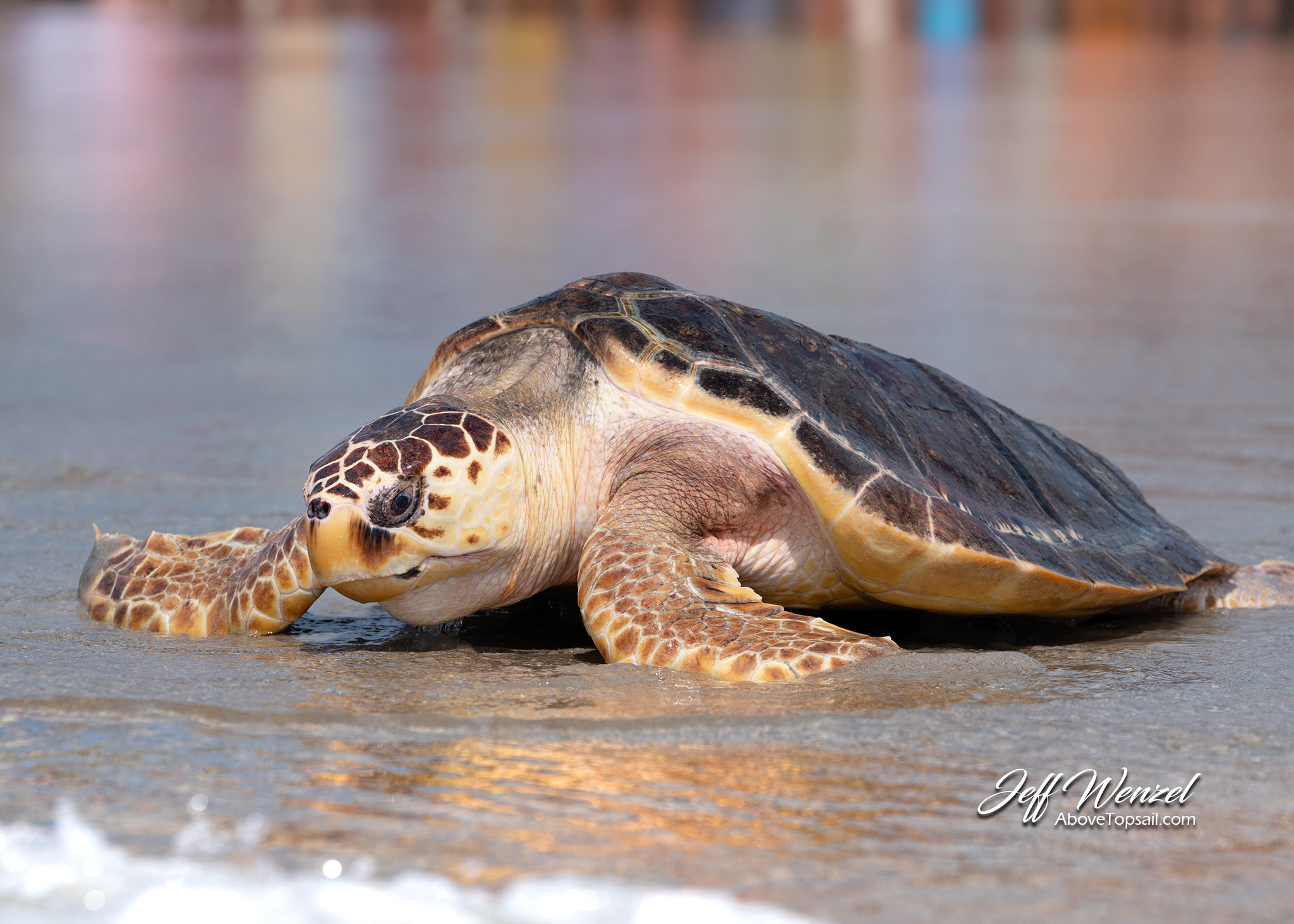 JW167 Remora Returns To The Sea