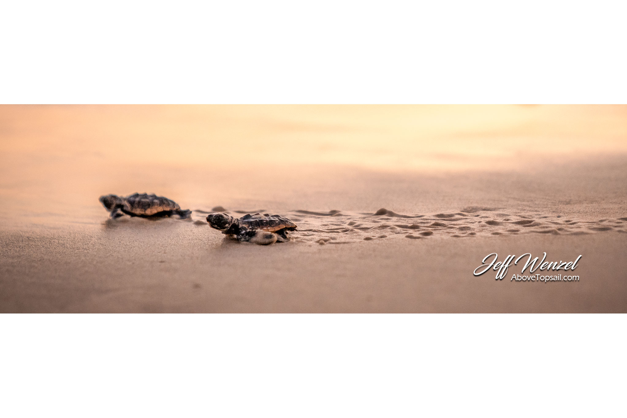 JW194 Dash to the Sea - Image 2