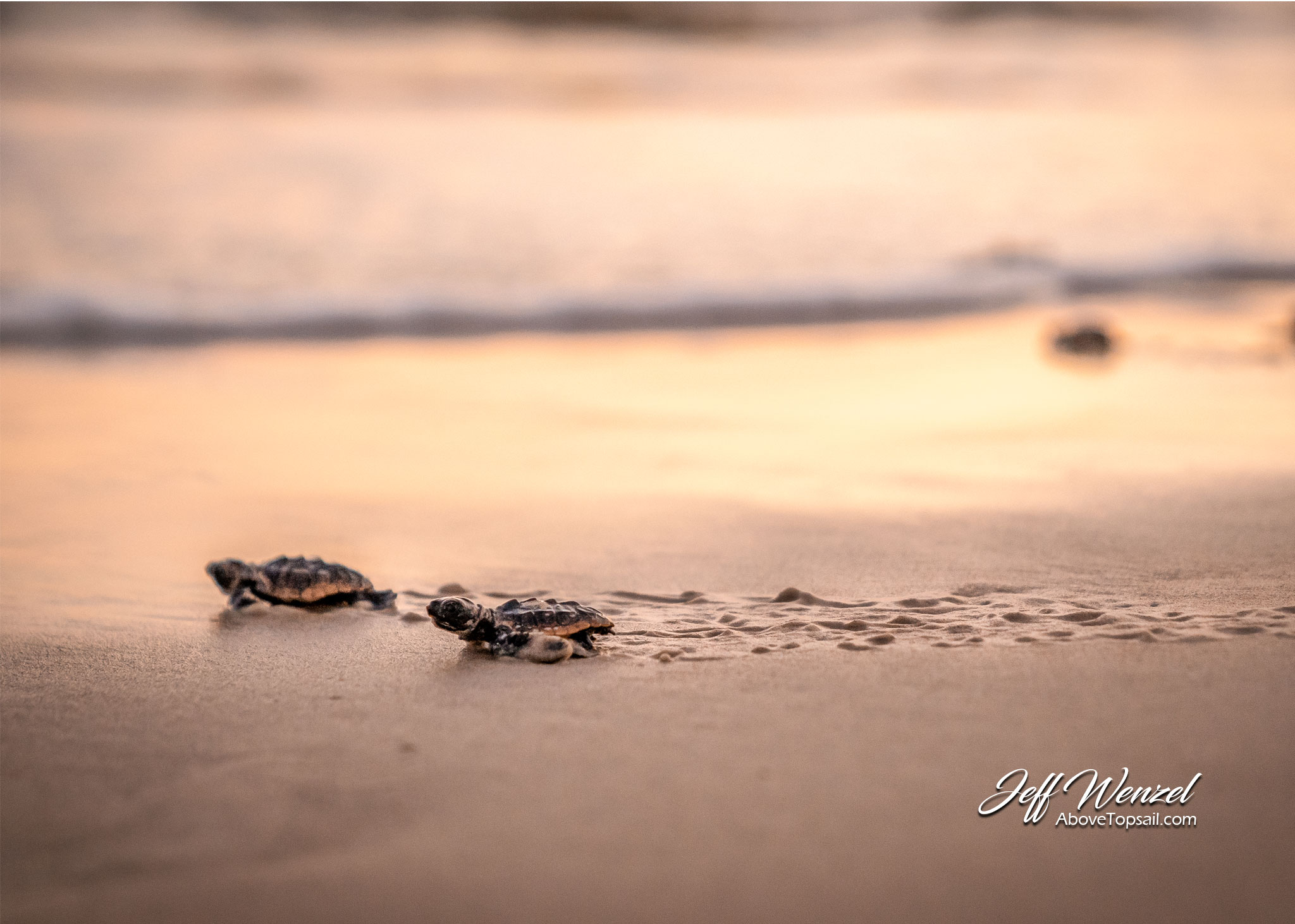 JW194 Dash to the Sea