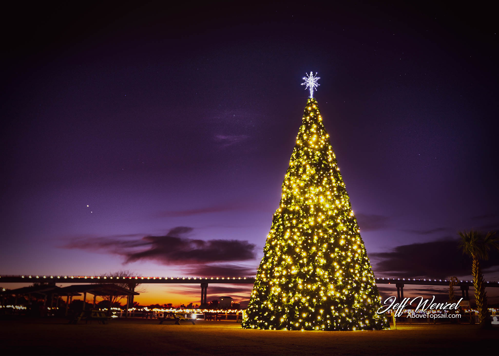 JW198 Surf City Tree