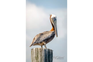 JW204 I'm Watching You